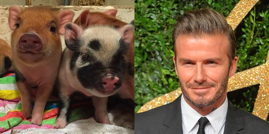 David Beckham's Micro Pigs | 8 Weirdest Celebrity Pets | InstantHub